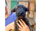 Adopt Walter a Retriever
