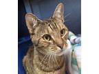 Adopt Messmer a Domestic Short Hair