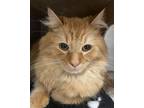 Adopt Cheeto a Domestic Long Hair