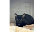 Adopt Wilson a Domestic Short Hair