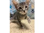 Adopt Patrick Star @PetSmart Tigard a Tabby