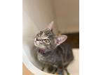 Adopt Twinkle a Tabby