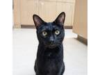Adopt Fergal a Domestic Short Hair