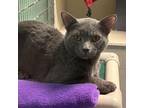 Adopt Cassoulet a Domestic Short Hair
