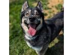 Adopt Lance a Shepherd