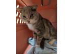 Adopt Itchy a Domestic Short Hair