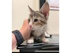 Adopt Alder a Domestic Short Hair