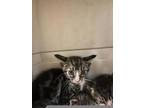 Adopt Early Bird a Domestic Short Hair