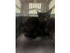 Adopt Greco a Domestic Short Hair