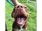 Adopt Rolo a Pit Bull Terrier