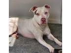Adopt Paulie a Pit Bull Terrier