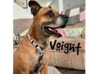 Adopt Voight a Pit Bull Terrier