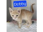 Adopt Dobby a Domestic Short Hair