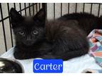 Adopt Carter a Domestic Short Hair