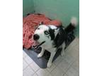 Adopt Togo a Siberian Husky
