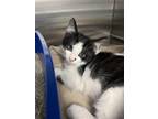 Adopt Q-Tip a Domestic Short Hair
