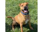 Adopt Sampson a Shar-Pei