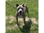 Adopt Leroy a Pit Bull Terrier