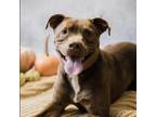 Adopt Bruiser a Labrador Retriever, Pit Bull Terrier