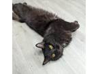 Adopt King a Domestic Long Hair