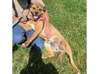 Adopt Forrest a Pit Bull Terrier, Mixed Breed