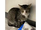 Adopt Thunder a Domestic Short Hair