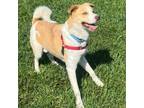 Adopt Odin a Siberian Husky