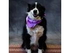 Adopt Jethro a Siberian Husky, Pit Bull Terrier