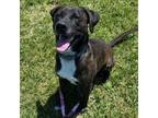 Adopt Jody a Mountain Cur, German Shepherd Dog