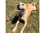 Adopt Bowie a Pit Bull Terrier