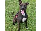 Adopt Aegon a Pit Bull Terrier