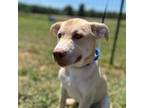 Adopt Creampuff a Husky, Pit Bull Terrier