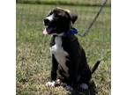 Adopt Legolas a Husky, Pit Bull Terrier