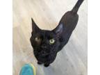 Adopt Johnny a Domestic Short Hair