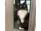 Adopt Donner a Domestic Long Hair