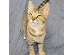 Adopt Charlie a Domestic Short Hair
