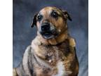 Adopt Hendrix a Shepherd