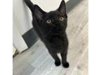 Adopt Oscar a Domestic Short Hair