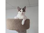 Adopt Jasper a Domestic Short Hair