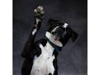 Adopt Dex a Pit Bull Terrier, American Staffordshire Terrier