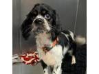 Adopt Cody a Cocker Spaniel