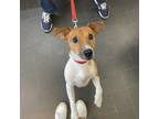 Adopt JR a Jack Russell Terrier