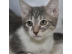 Adopt Desmond a Domestic Short Hair