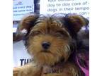 Adopt Benji a Yorkshire Terrier