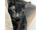 Adopt Pim a Domestic Short Hair