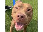 Adopt Phineas a Mixed Breed