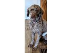 Adopt Jack a Poodle