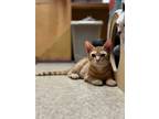 Adopt Liberty a Domestic Short Hair