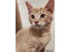 Adopt Manhatten a Domestic Short Hair