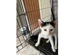 Adopt Wizard a Domestic Short Hair